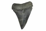 Fossil Broad-Toothed Mako Tooth - South Carolina #171188-1